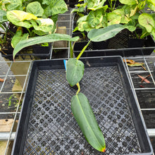 Load image into Gallery viewer, Philodendron Sagittifolium, Tuxtlanum Rubra, Exact Plant Ships Nationwide