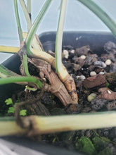 Load image into Gallery viewer, Pinnatum Albo, Exact Plant, variegated Epipremnum