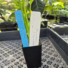 Load image into Gallery viewer, Monstera Esqueleto, Exact Plant Ships Nationwide
