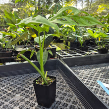 Load image into Gallery viewer, Monstera Esqueleto, Exact Plant Ships Nationwide