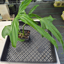 Load image into Gallery viewer, Philodendron Holtonianum exact plant, Fedex 2day*