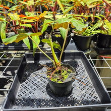 Load image into Gallery viewer, Philodendron Corsinianum, Exact Plant Ships Nationwide