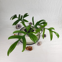 Load image into Gallery viewer, Philodendron Quercifolium 4" pot, Fedex 2day*