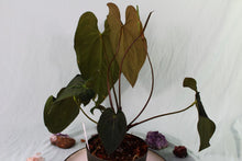 Load image into Gallery viewer, Sport-Variegated Anthurium Papillilaminum x Ace of Spades, Exact Plant