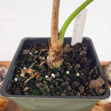 Load image into Gallery viewer, Alocasia Longiloba, Lowii, Exact Plant