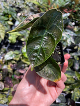 Load image into Gallery viewer, Alocasia Azlanii Aurea variegated , Exact Plant Ships Nationwide