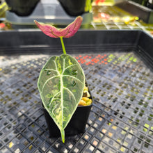 Load image into Gallery viewer, Alocasia Watsoniana Albo Pink variegated, Exact Plant Ships Nationwide
