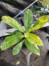 Load image into Gallery viewer, Dieffenbachia big ben, Exact Plant Ships Nationwide.