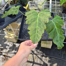Load image into Gallery viewer, Philodendron Corsinianum, Exact Plant Ships Nationwide