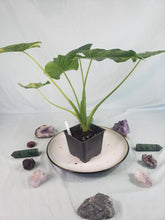 Load image into Gallery viewer, Alocasia Gageana Aurea, Exact Plant Variegated