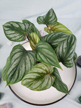 Load image into Gallery viewer, Plowmanii multi plant, Exact Plant, Philodendron