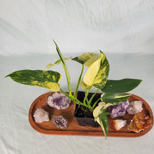 Load image into Gallery viewer, Philodendron Bipennifolium, Exact Plant Variegated