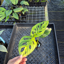 Load image into Gallery viewer, Monstera Adansonii Aurea, Exact Plant Variegated Ships Nationwide