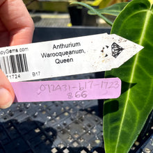 Load image into Gallery viewer, Anthurium Warocqueanum, Queen, Exact Plant Ships Nationwide