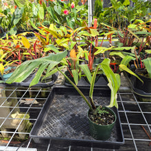 Load image into Gallery viewer, Monstera Borsigiana Albo Deliciosa, Exact Plant Variegated Ships Nationwide