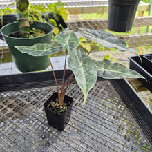 Load image into Gallery viewer, Alocasia Longiloba Black Satun Stardust Variegated, Exact Plant Ships Nationwide
