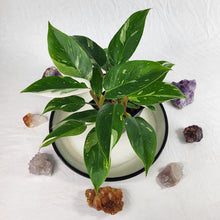 Load image into Gallery viewer, Philodendron White Princess Variegated 4" pot, Fedex 2day*
