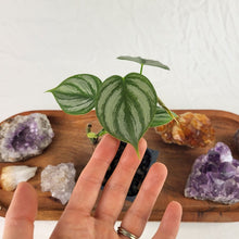 Load image into Gallery viewer, Philodendron Brandtianum Mini Form 2.5" pot, Fedex 2day*