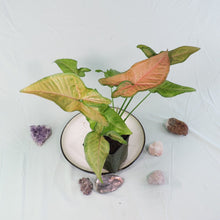 Load image into Gallery viewer, Syngonium Regina Red 4" pot, Fedex 2 day*