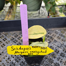 Load image into Gallery viewer, Scindapsus Mayari, Exact Plant Variegated Ships Nationwide