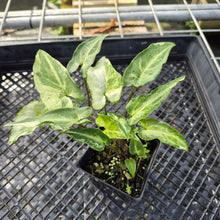 Load image into Gallery viewer, Syngonium Three Kings Magic Marble Variegated 4" pot, Fedex 2day*
