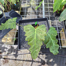 Load image into Gallery viewer, Philodendron Corsinianum, Exact Plant Ships Nationwide