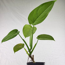 Load image into Gallery viewer, Syngonium Chiapense 4" pot, Fedex 2day*