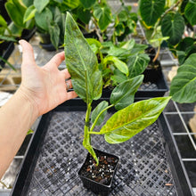 Load image into Gallery viewer, Philodendron Subhastatum, Exact Plant Variegated Ships Nationwide