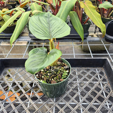 Load image into Gallery viewer, Philodendron Serpens, Exact Plant Ships Nationwide