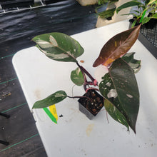 Load image into Gallery viewer, Philodendron Red Anderson, Exact Plant Ships Nationwide