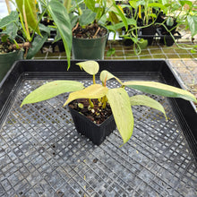Load image into Gallery viewer, Philodendron Whipple Way, Exact Plant Variegated Ships Nationwide