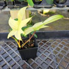 Load image into Gallery viewer, Philodendron Florida Ghost, Exact Plant Ships Nationwide