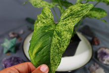 Load image into Gallery viewer, Variegated Syngonium Podophyllum Mojito, ships nationwide