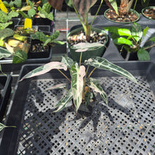 Load image into Gallery viewer, Alocasia Bambino Arrow Pink variegated 2.5" pot, Fedex 2day*