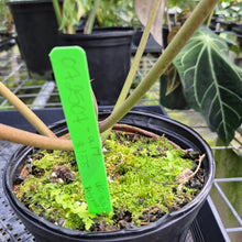Load image into Gallery viewer, Philodendron Polypodioides, Exact Plant
