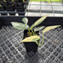 Load image into Gallery viewer, Scindapsus Blue Albo Variegated exact plant, Fedex 2day*