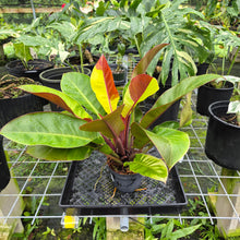 Load image into Gallery viewer, Philodendron Red Moon. not Yellow Flame, Exact Plant Variegated
