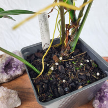 Load image into Gallery viewer, Philodendron Mexicanum 4" pot, Fedex 2day*