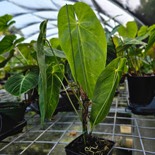 Load image into Gallery viewer, Anthurium Angamarcanum , Exact Plant