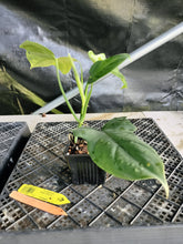Load image into Gallery viewer, Philodendron Bipennifolium, Exact Plant Variegated Ships Nationwide