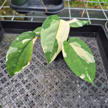 Load image into Gallery viewer, Syngonium Chiapense Variegated exact plant, Fedex 2day*