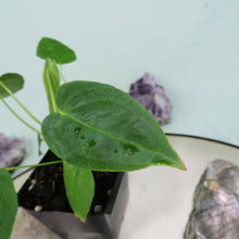 Load image into Gallery viewer, Anthurium Angamarcanum 2.5" pot, Fedex 2day*