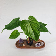 Load image into Gallery viewer, Philodendron Pastazanum 4" pot, Fedex 2 day*