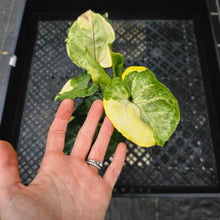 Load image into Gallery viewer, Syngonium Mango Allusion, Orm Thong, Exact Plant Variegated Ships Nationwide