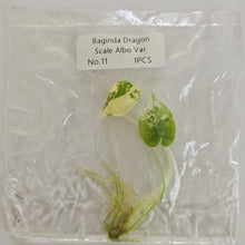 Load image into Gallery viewer, Alocasia Dragon Scale Albo variegated tissue culture 2DayAir
