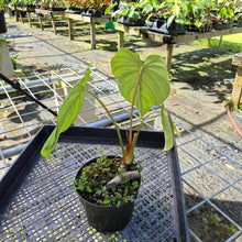 Load image into Gallery viewer, Philodendron Pastazanum, Exact Plant