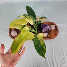 Load image into Gallery viewer, Philodendron Bipennifolium, Exact Plant Variegated