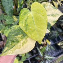 Load image into Gallery viewer, Anthurium Clarinervium Variegated 2.5" pot, Fedex 2day*