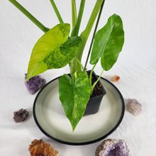 Load image into Gallery viewer, Alocasia Gageana Aurea, Exact Plant Variegated