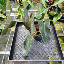 Load image into Gallery viewer, Anthurium Ace Of Spades X Papillilaminum, Exact Plant